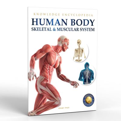 Knowledge Encyclopedia - Human Body