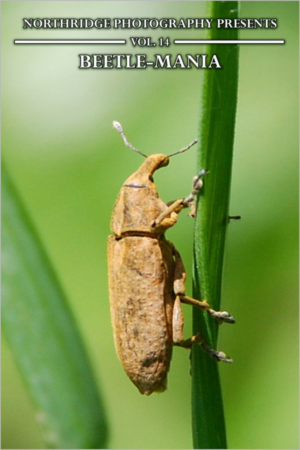 Beetle Mania