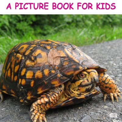 Box Turtle