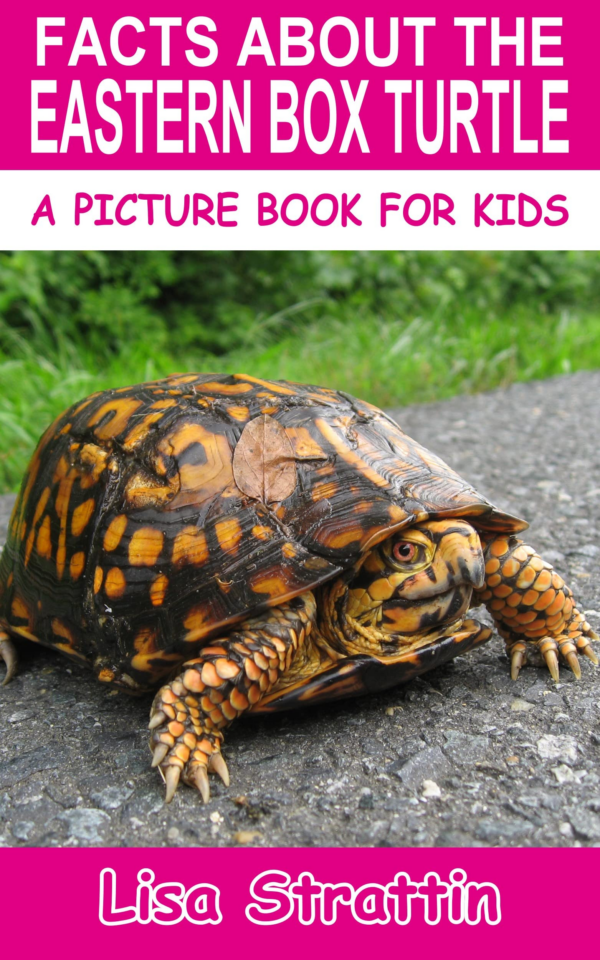 Box Turtle