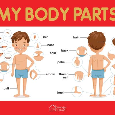 My Body Parts Chart - Early Learning Educational Chart For Kids: Perfect For Homeschooling, Kindergarten and Nursery Students (11.5 Inches X 17.5 Inches)