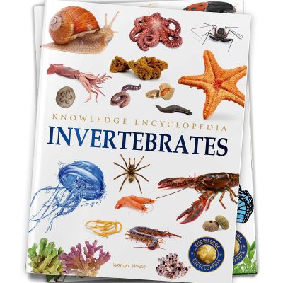 Animals - Invertebrates : Knowledge Encyclopedia For Children