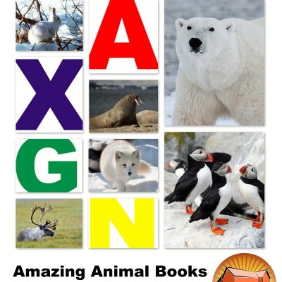 Amazing Arctic Animals