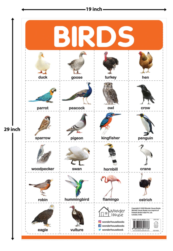 Birds - My First Early Learning Wall Posters: For Preschool, Kindergarten, Nursery And Homeschooling (19 Inches X 29 Inches)