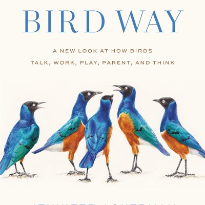 Bird Way