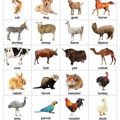 Pet And Farm Animals - My First Early Learning Wall Chart: For Preschool, Kindergarten, Nursery And Homeschooling (19 Inches X 29 Inches)