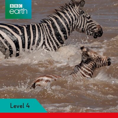 Ladybird Readers Level 4 - BBC Earth - Dangerous Journeys (ELT Graded Reader)