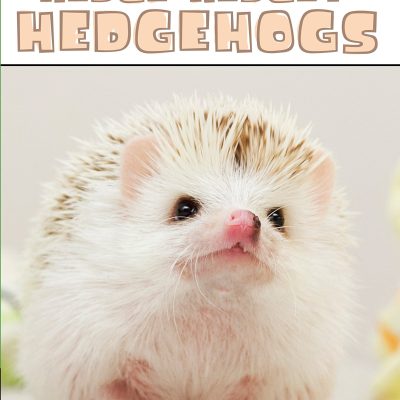 Hedge-Hedgey-Hedgehogs