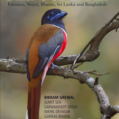 Birds Of India