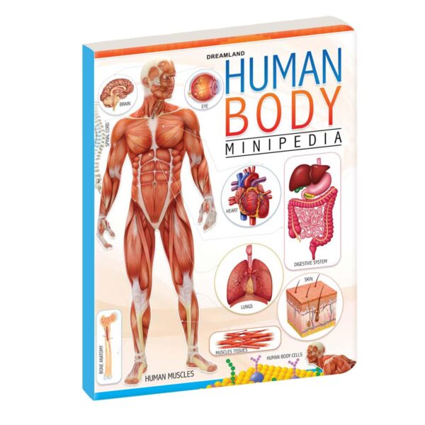 Human Body
