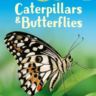 Caterpillars and Butterflies