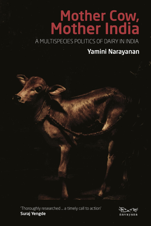 Mother Cow, Mother India : A Multispecies Politics of Dairy in India