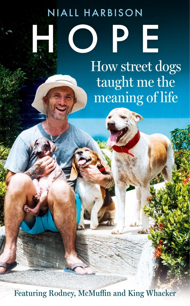 Hope How Street Dogs Taught Me the Meaning of Life