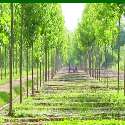 Agroforestry: Systems and Practices