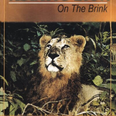 Asiatic lion: On the brink