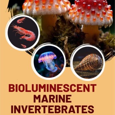 Bioluminescent Marine Invertebrates