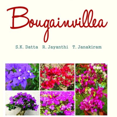 Bougainvillea