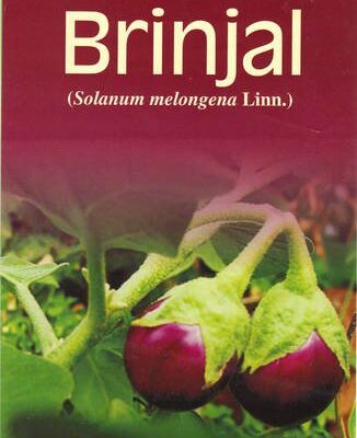 Brinjal