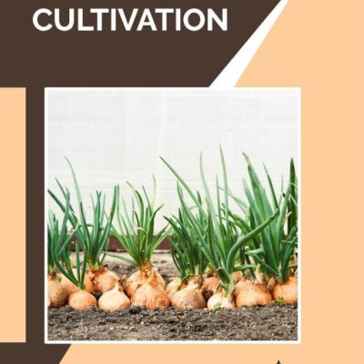 Bulb Crop Cultivation