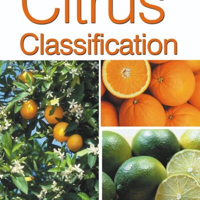 Citrus Classification