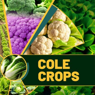 Cole Crops