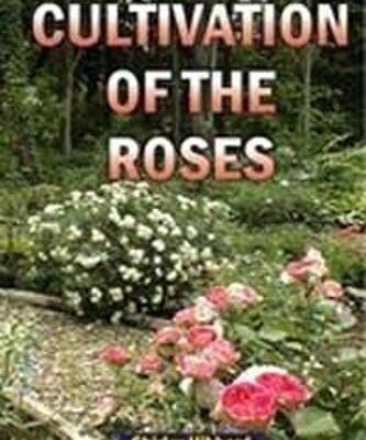 Cultivation of the Roses