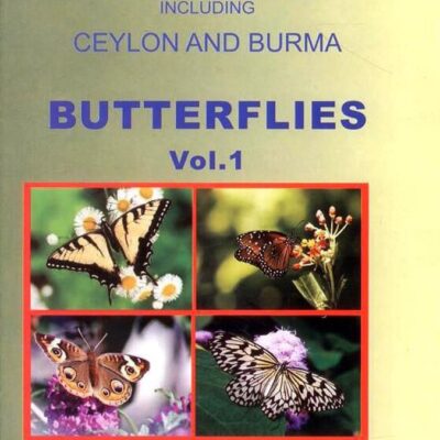 Lepidoptera Butterflies