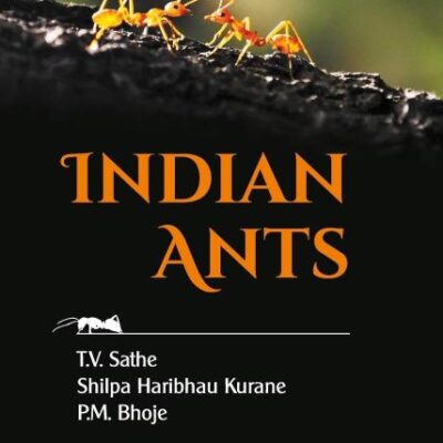 Indian Ants