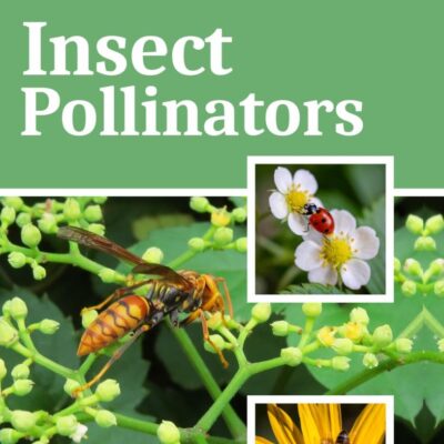 Insect Pollinators