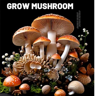 Learn to Grow Mushroom