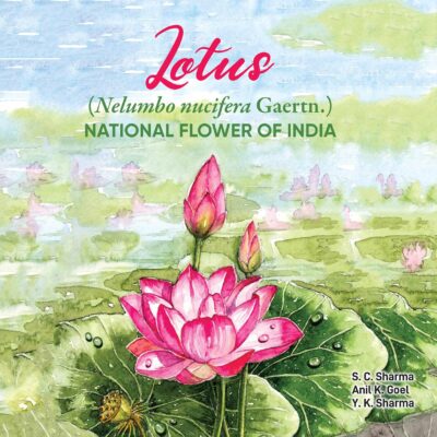 Lotus Nelumbo Nucifera Gaertn: National Flower of India