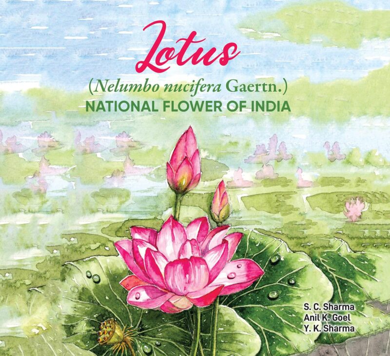 Lotus Nelumbo Nucifera Gaertn: National Flower of India