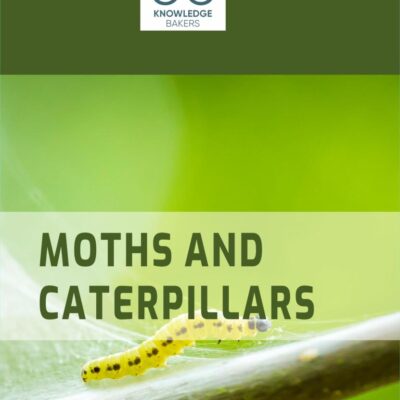 Moths and Caterpillars