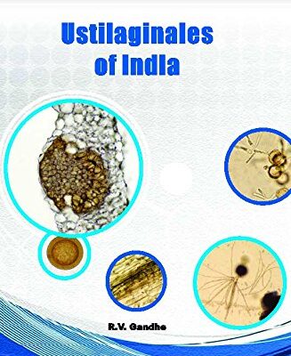 Ustilaginales of India