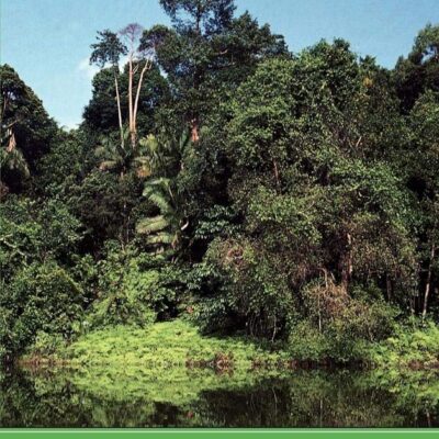 The Ecology of Trees in the Tropical Rain Forest