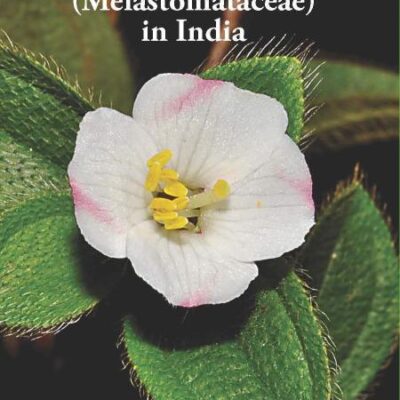 Osbeckia L. (Melastomataceae) in India