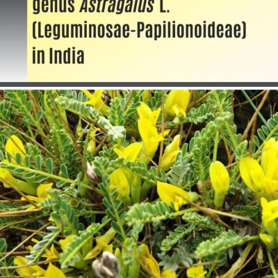 Revision of the Genus Astragalus L (Leguminosae Papilionoideae) in India