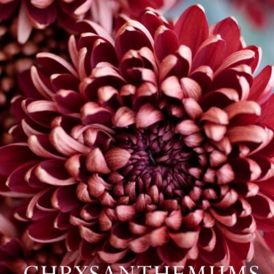 Chrysanthemums: The ultimate guide for growing and cutting flower varieties for the home and garden