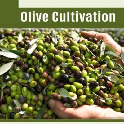 Olive Cultivation