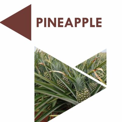 Pineapple (Acta Horticulturae 1239)