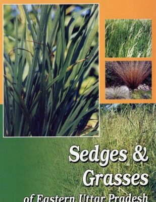 Sedges and Grasses of Eastern Uttar Pradesh in 2 Vols