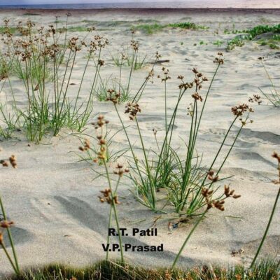 Sedges of Goa