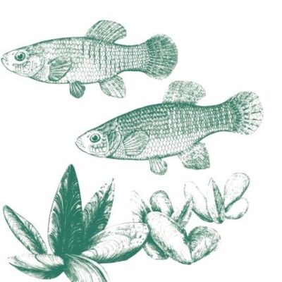 Selection in Natural Populations