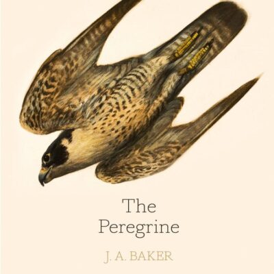 The Peregrine: 50th Anniversary Edition: Afterword by Robert Macfarlane