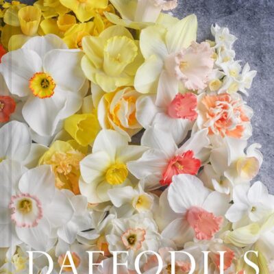 Narcissus: The ultimate guide for growing, flowering and cutting beautiful narcissi varieties for daffodils at home and in the garden