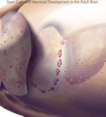 Adult Neurogenesis: Stem Cells and Neuronal Development in the Adult Brain