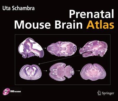 PRENATAL MOUSE BRAIN ATLAS