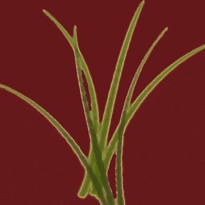 Undermining Local Democracy: Parallel Governance in Contemporary South India