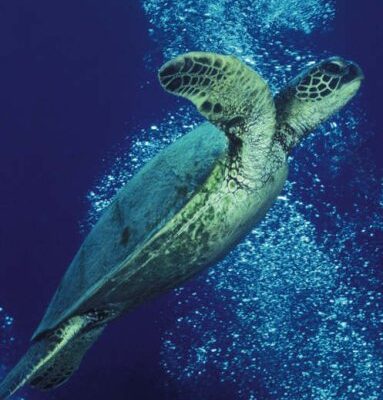 Environmental Science: Working with the Earth