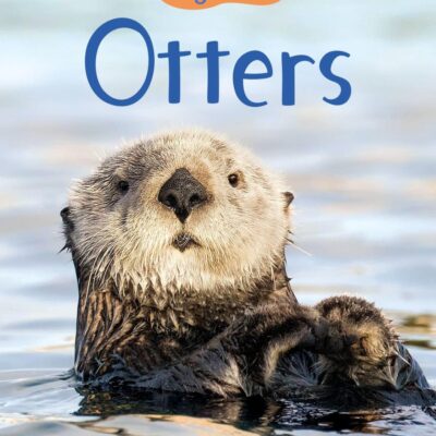 Otters (Beginners)